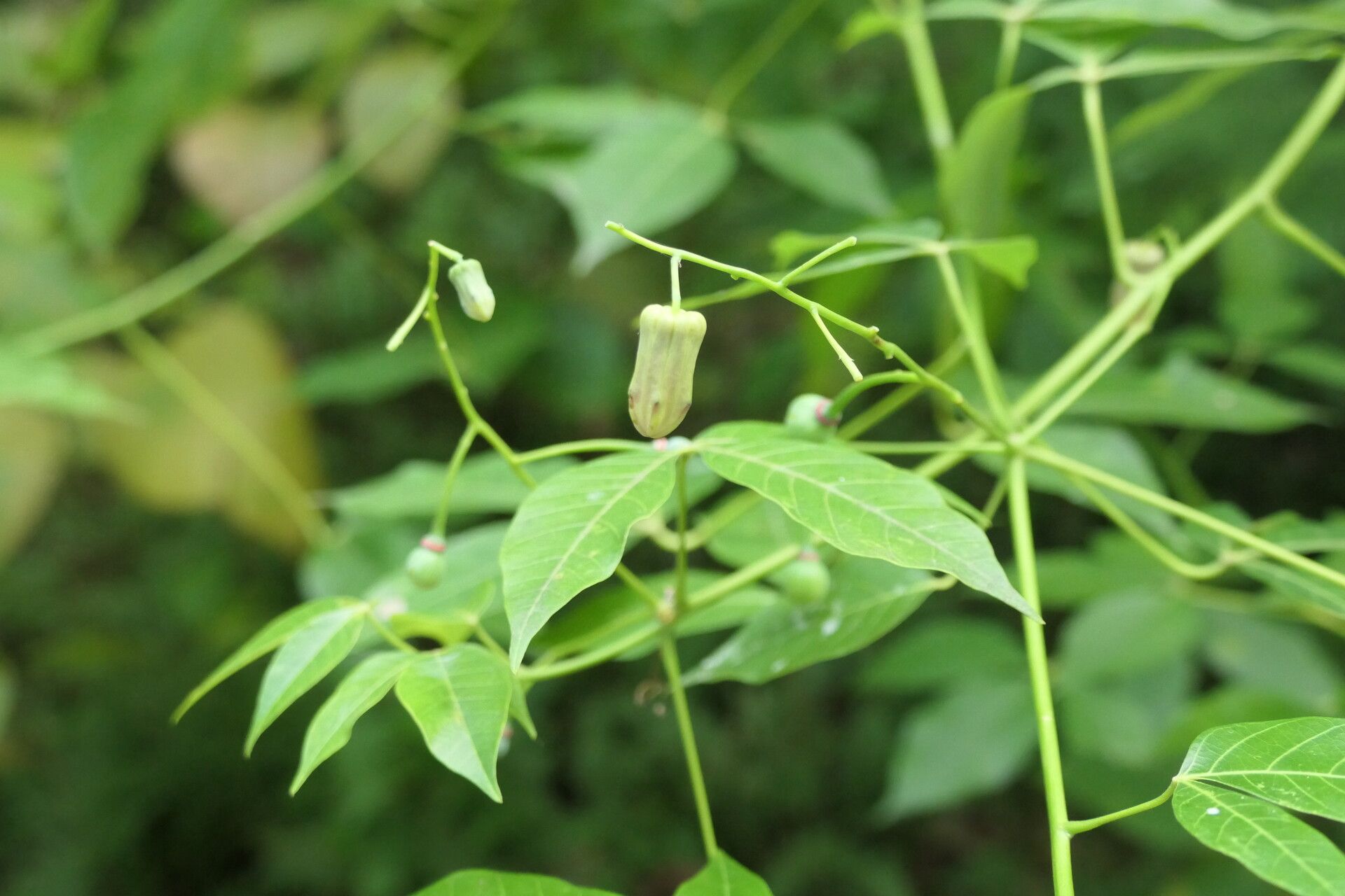 Manihot brachyloba flower