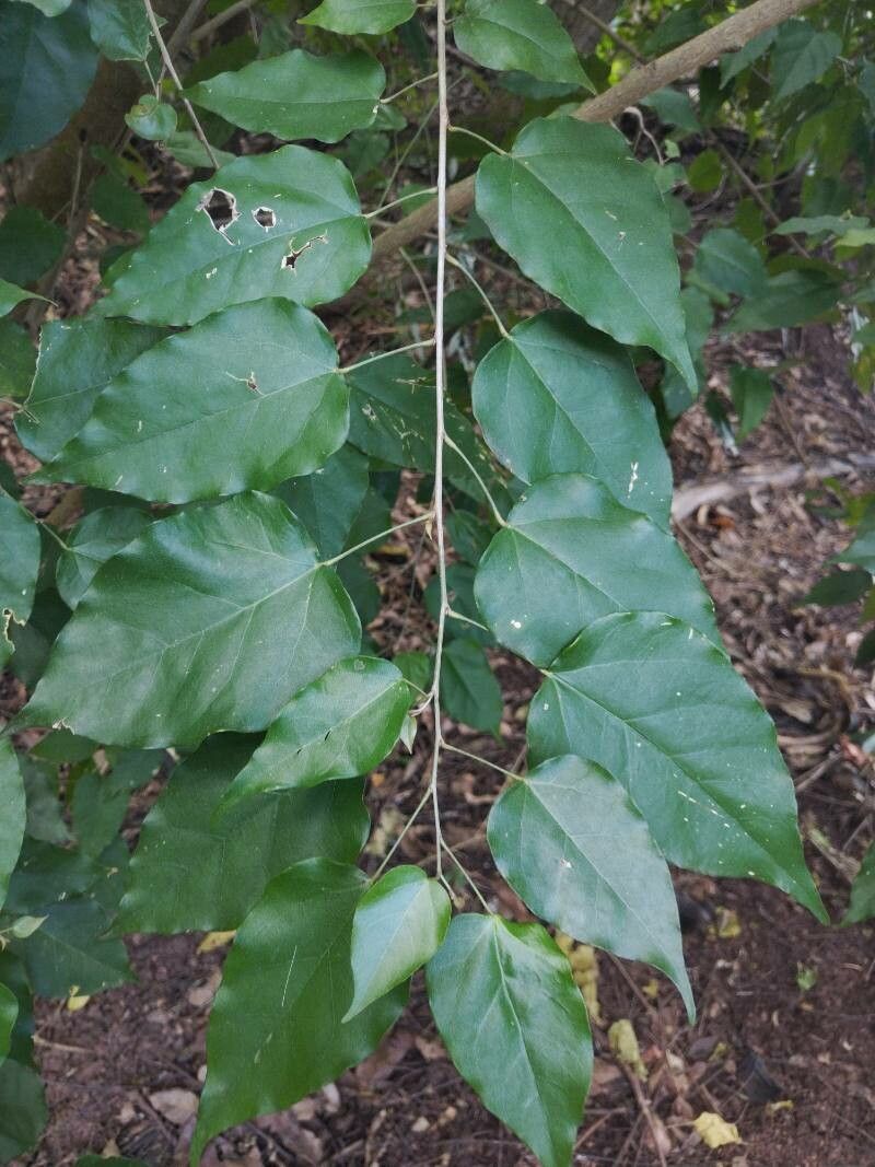 Croton reflexifolius — houseplant care guide