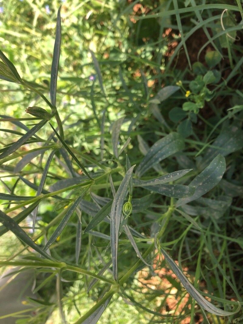 Silene muscipula leaf