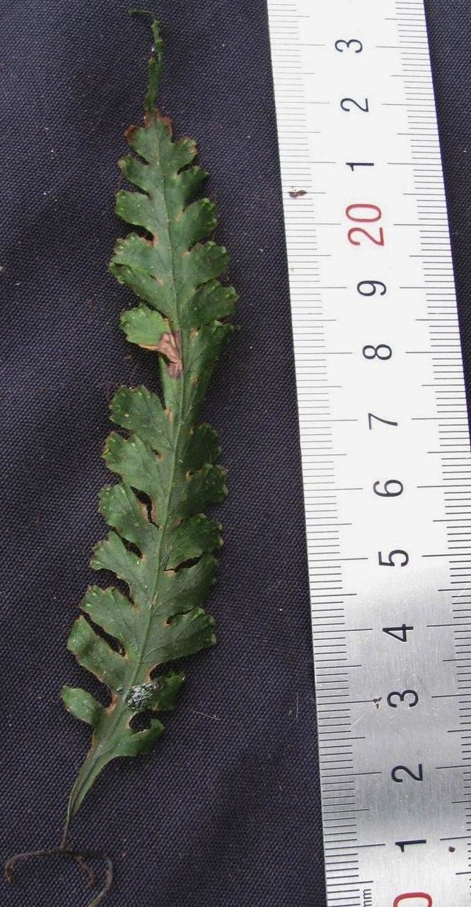 Trichomanes polypodioides other