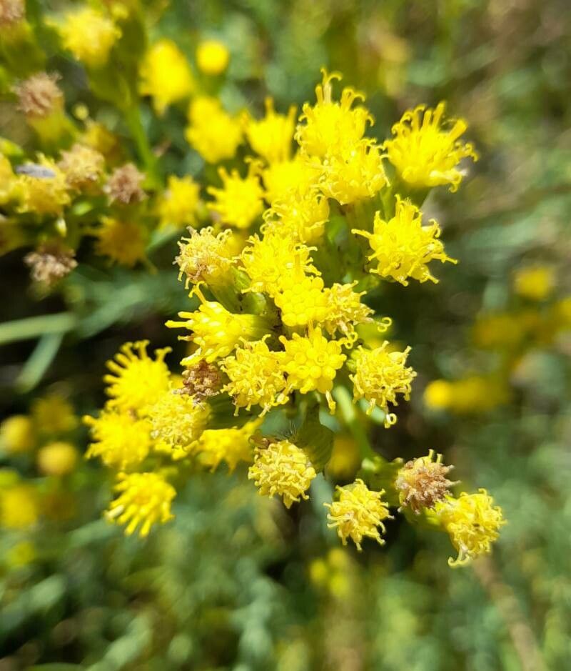 Senecio bracteolatus flower