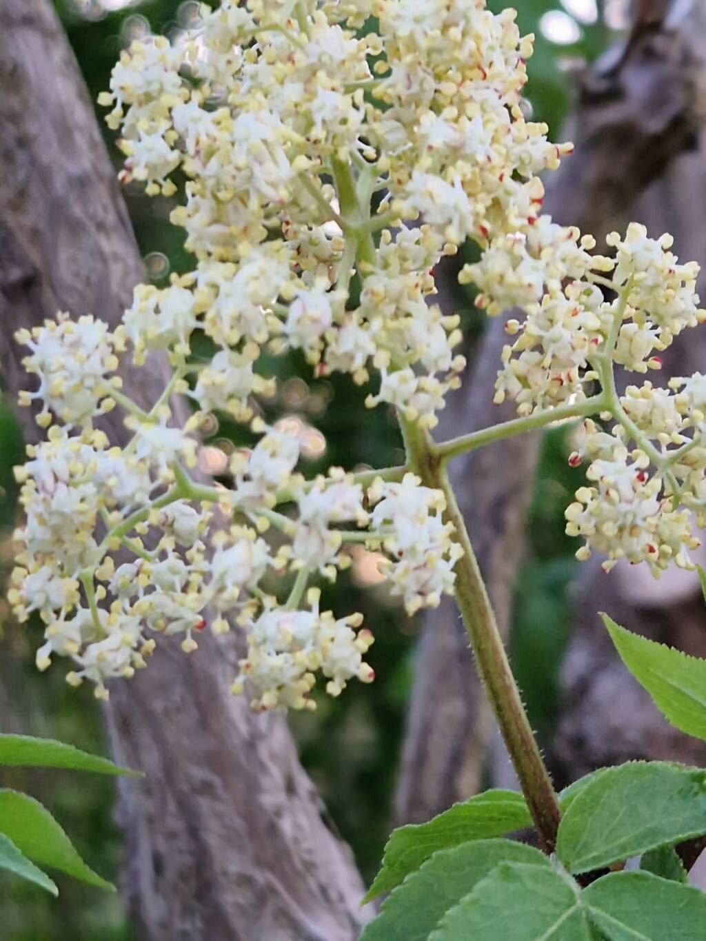 Sambucus sieboldiana flower