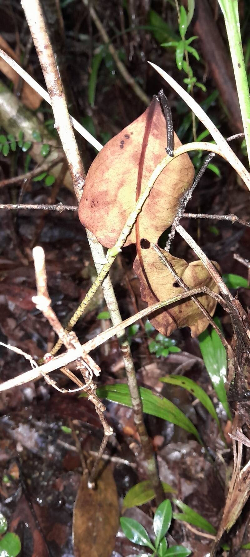 Dypsis brevicaulis flower