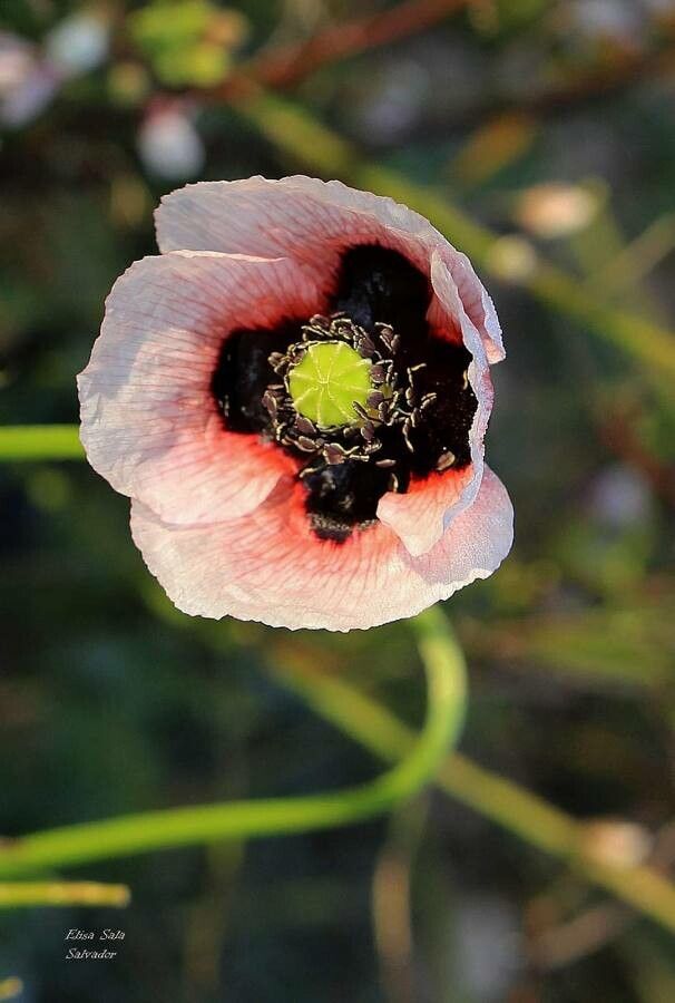 Papaver pseudoorientale flower