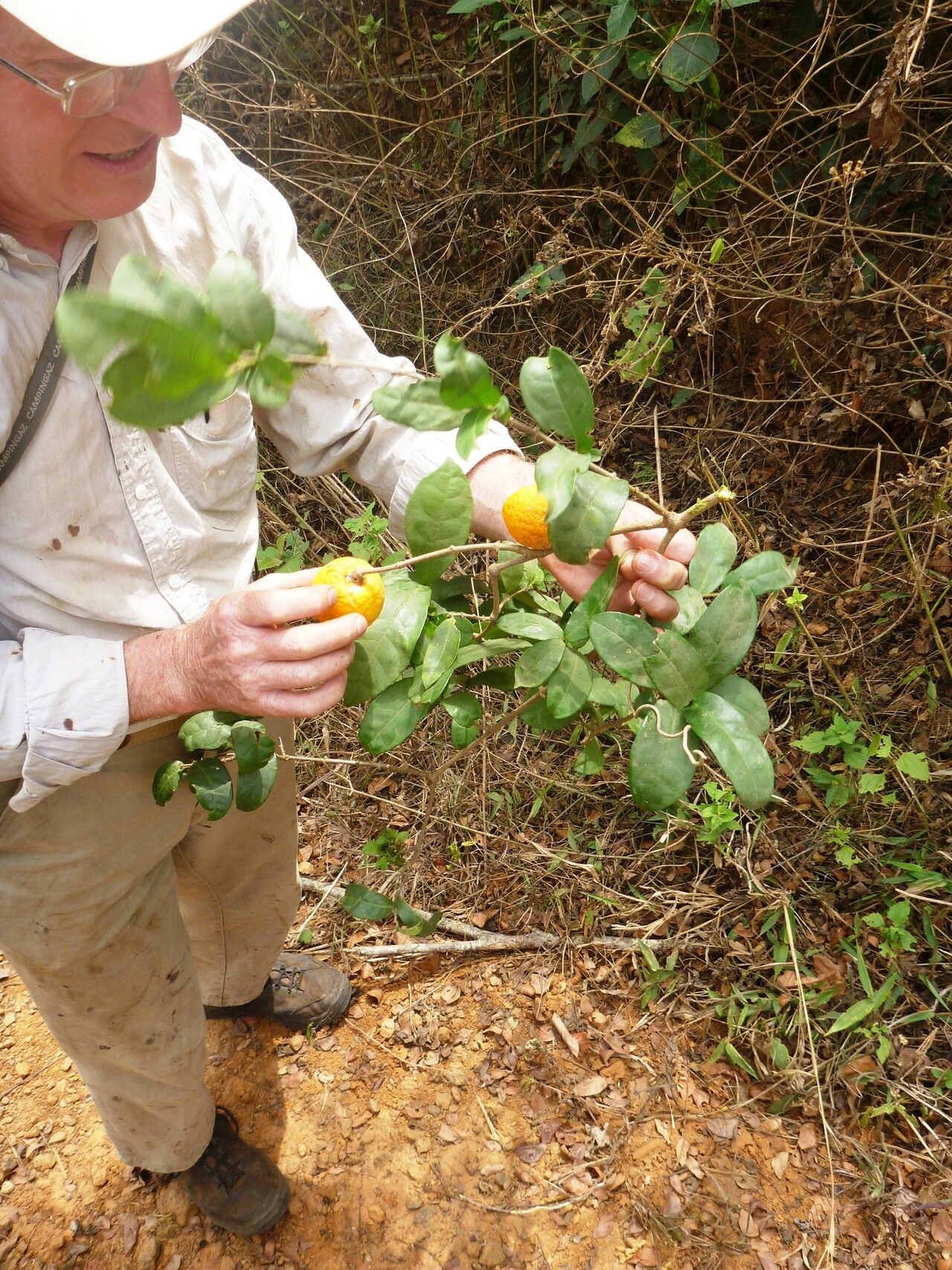 Landolphia dulcis habit