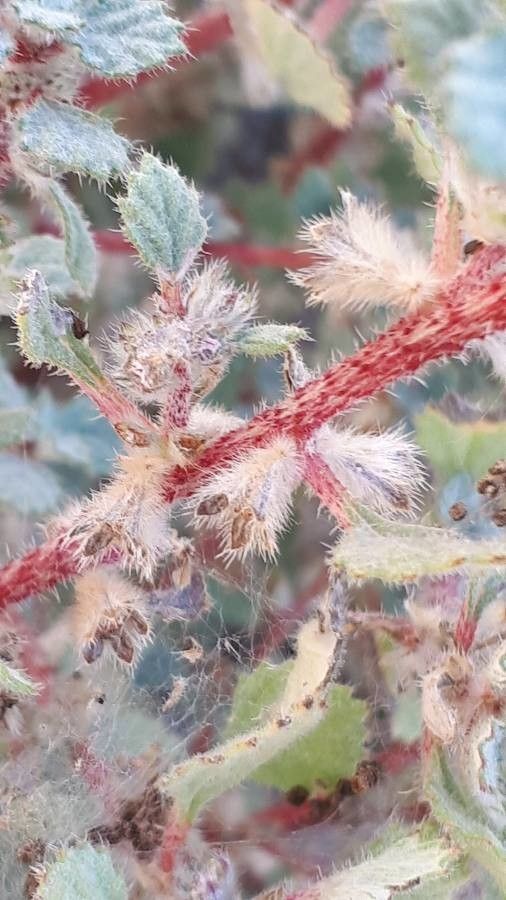 Forsskaolea tenacissima fruit