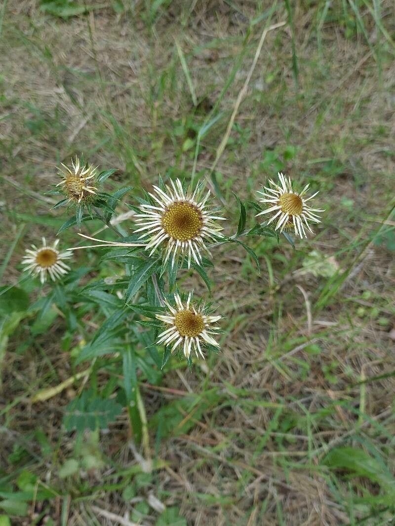 Carlina biebersteinii — search result for 'Kazakhstan'