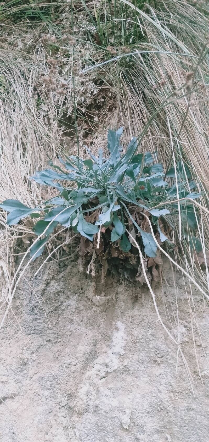 Limonium alicunense habit