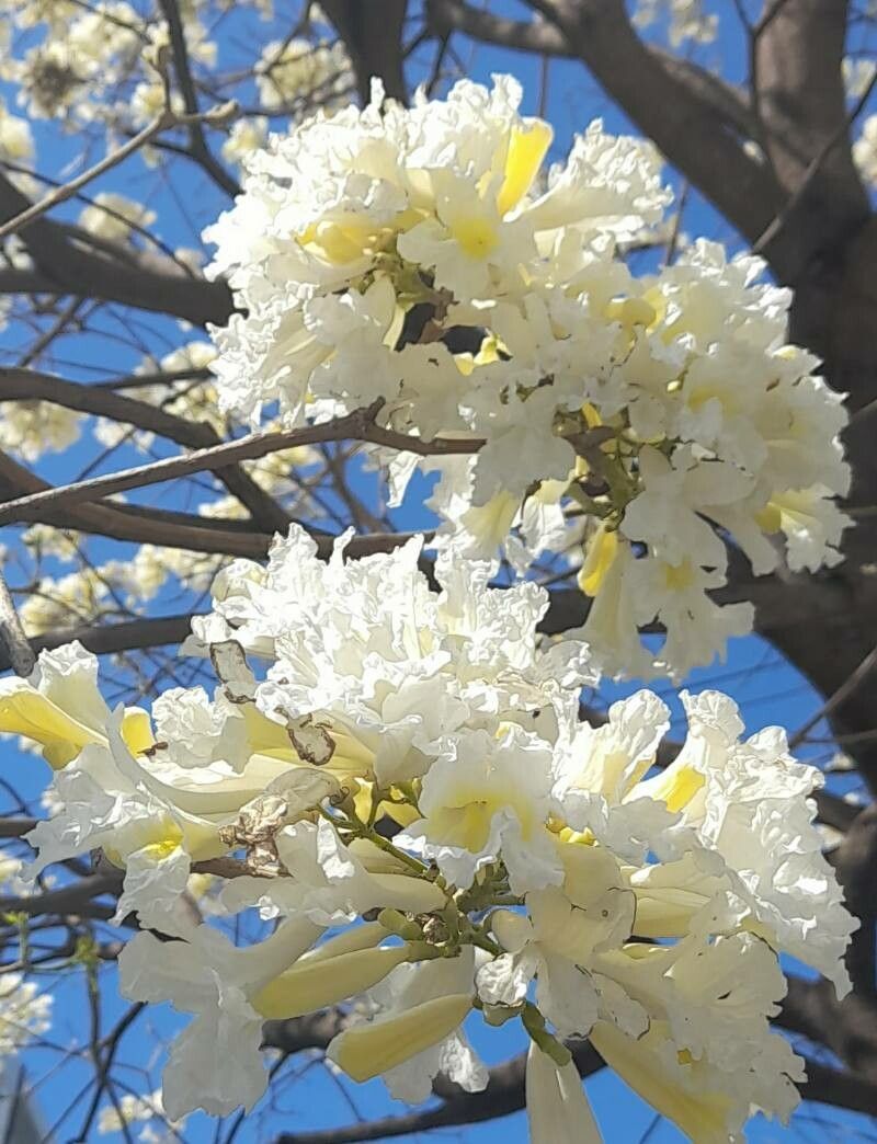 Tabebuia roseoalba flower