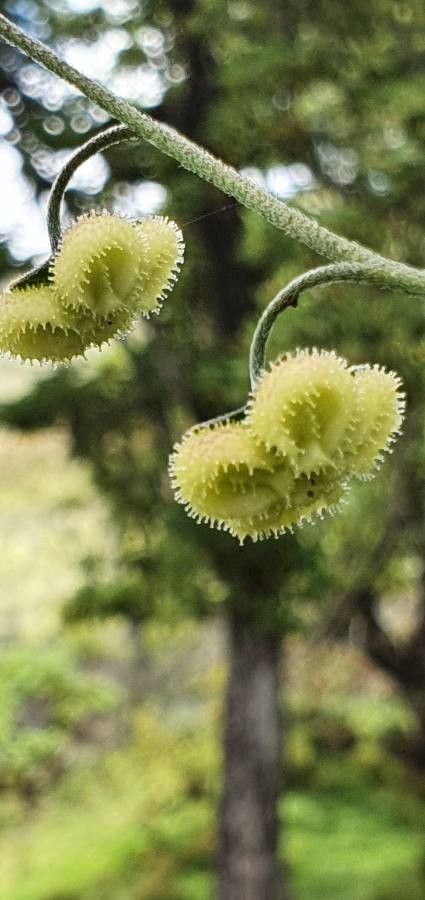 Cynoglossum amplifolium fruit
