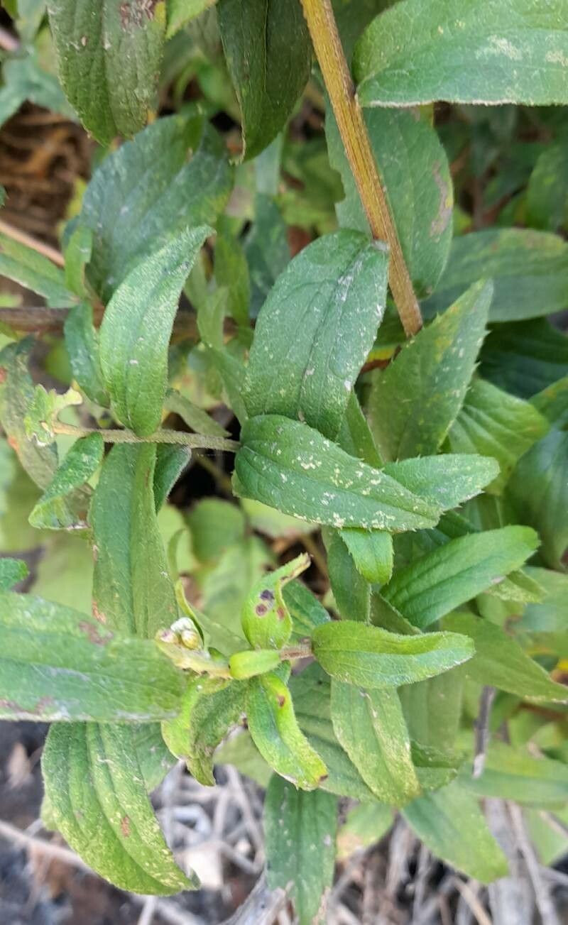 Baccharis racemosa — search result for 'Baccharis'