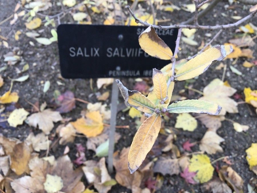 Salix salviifolia — search result for 'Salicaceae'