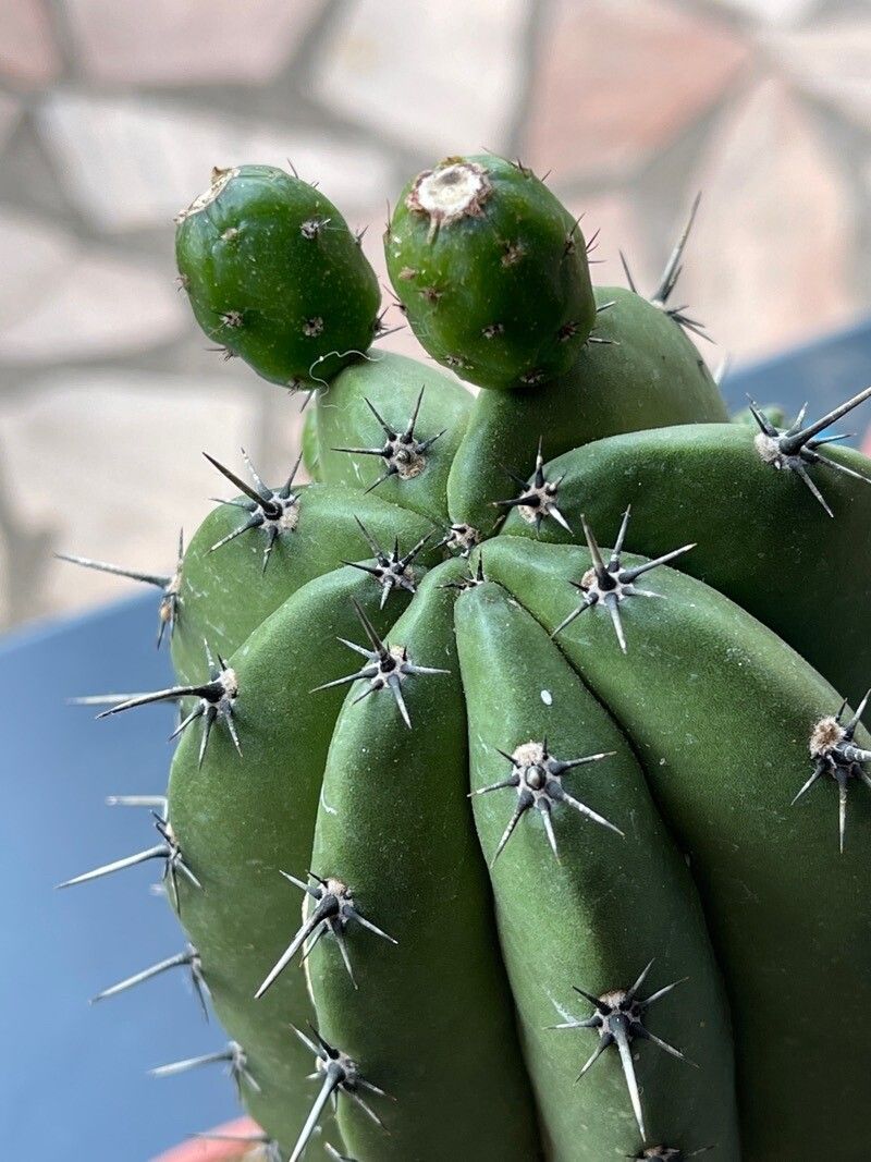 Echinopsis pachanoi fruit