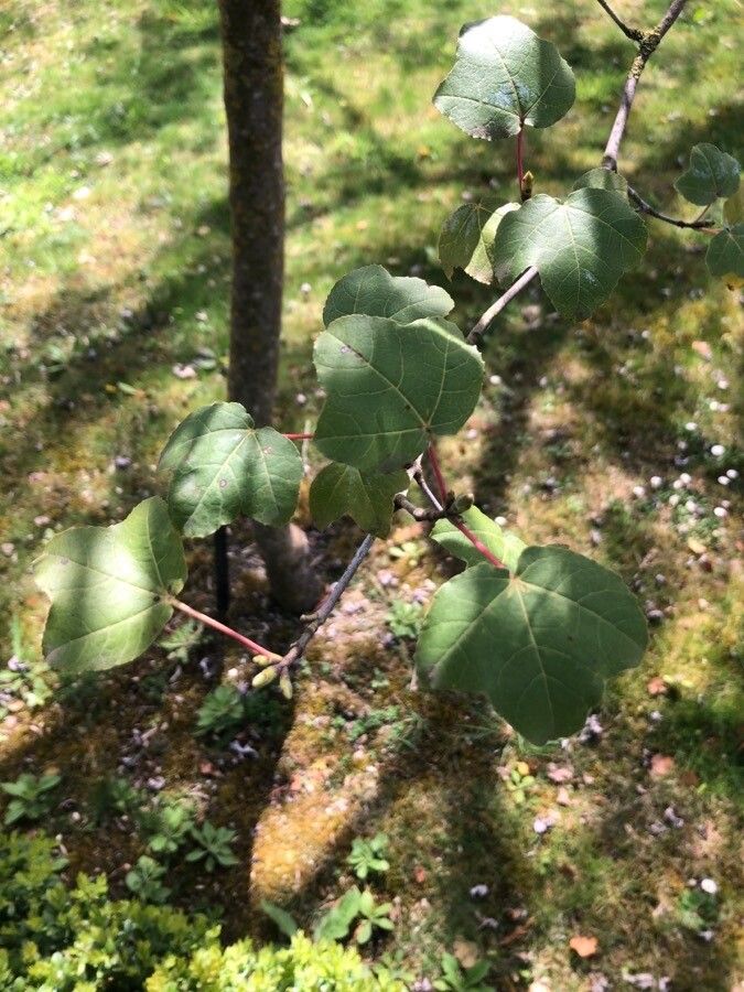 Acer obtusifolium leaf