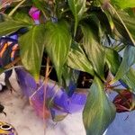 Spathiphyllum wallisii