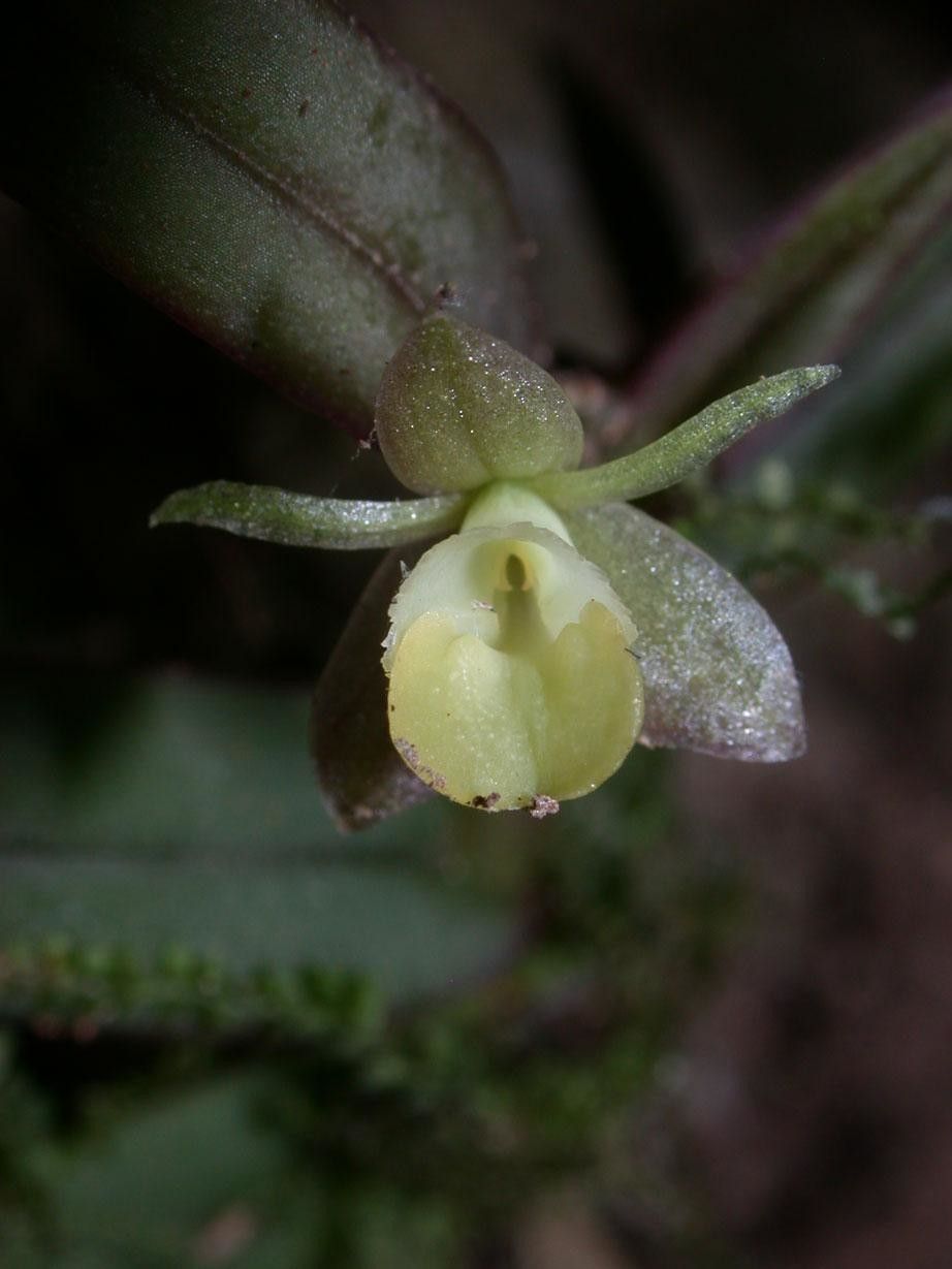 Epidendrum physodes flower
