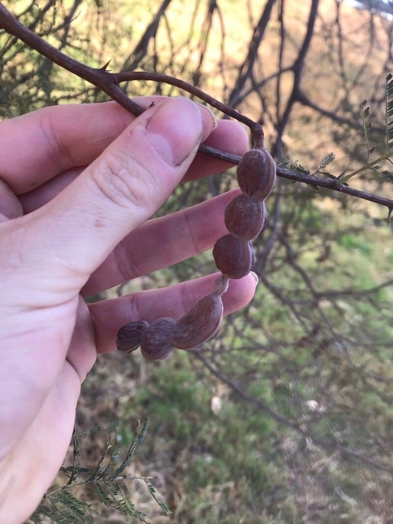 Prosopis affinis fruit