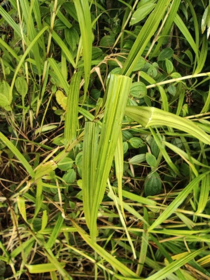 Scleria sieberi — houseplant care guide