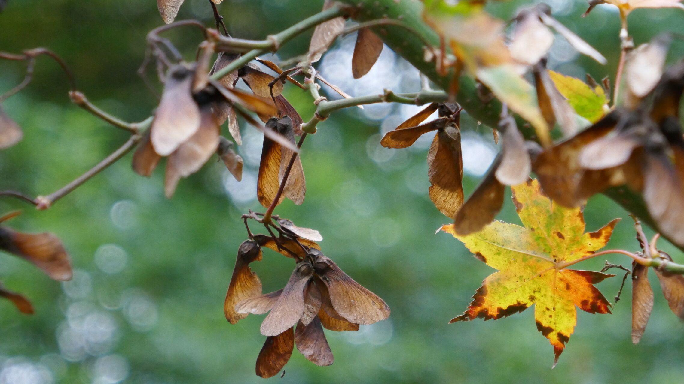 Acer robustum fruit