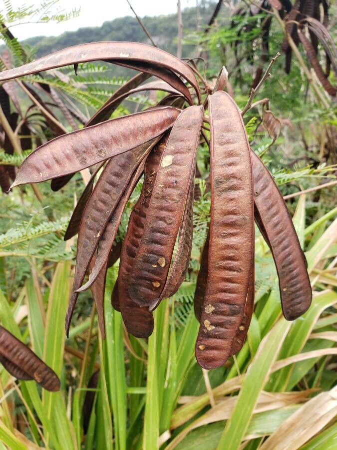 Enterolobium cyclocarpum fruit