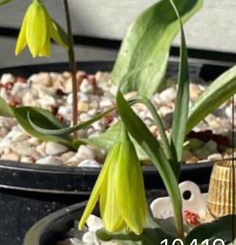 Fritillaria enginiana — search result for 'Fritillaria'