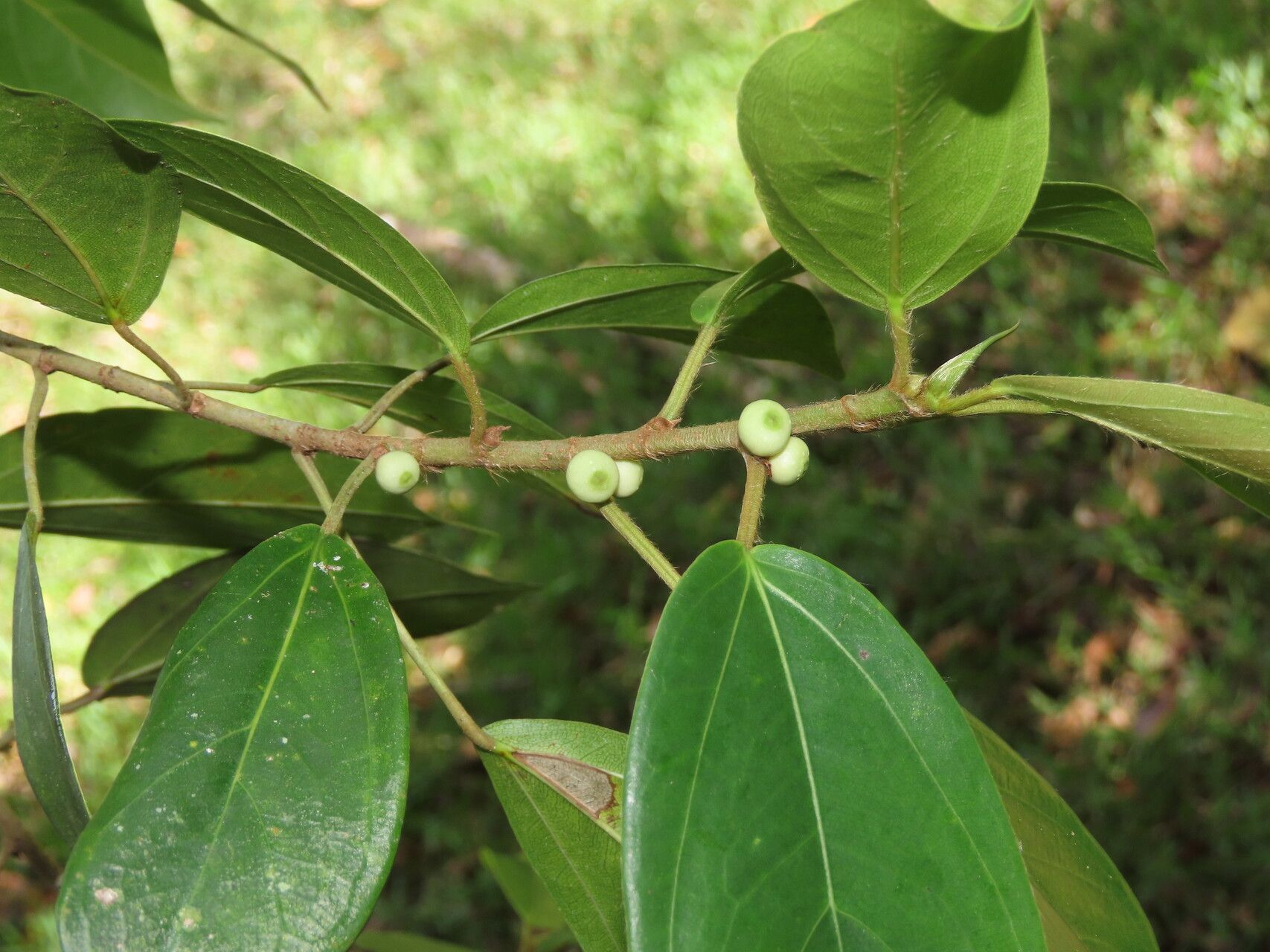 Ficus colubrinae leaf