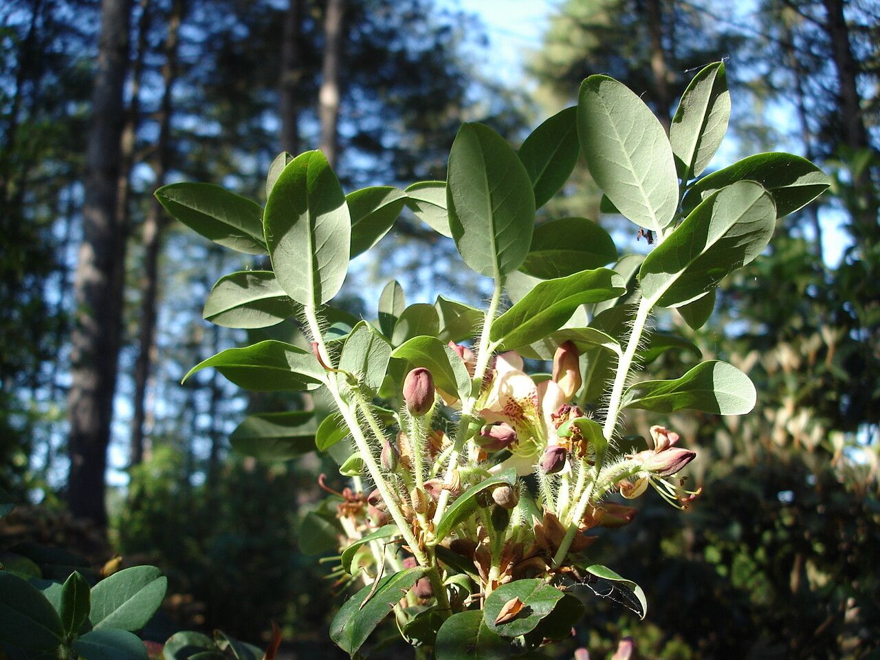 Rhododendron mekongense — houseplant care guide