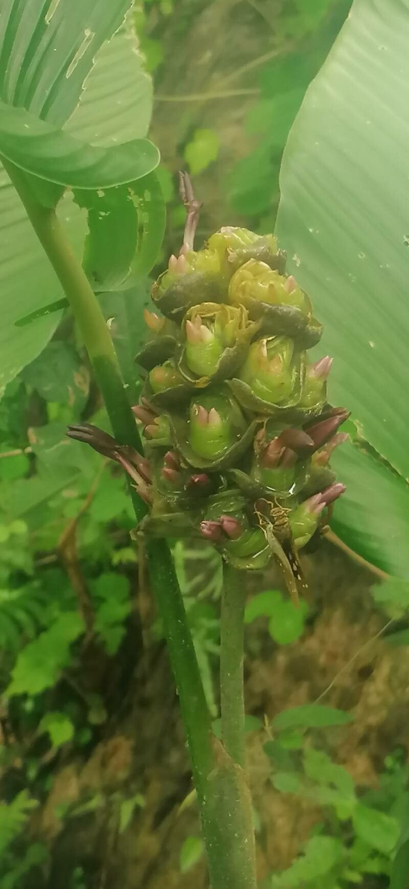 Tradescantia zanonia flower