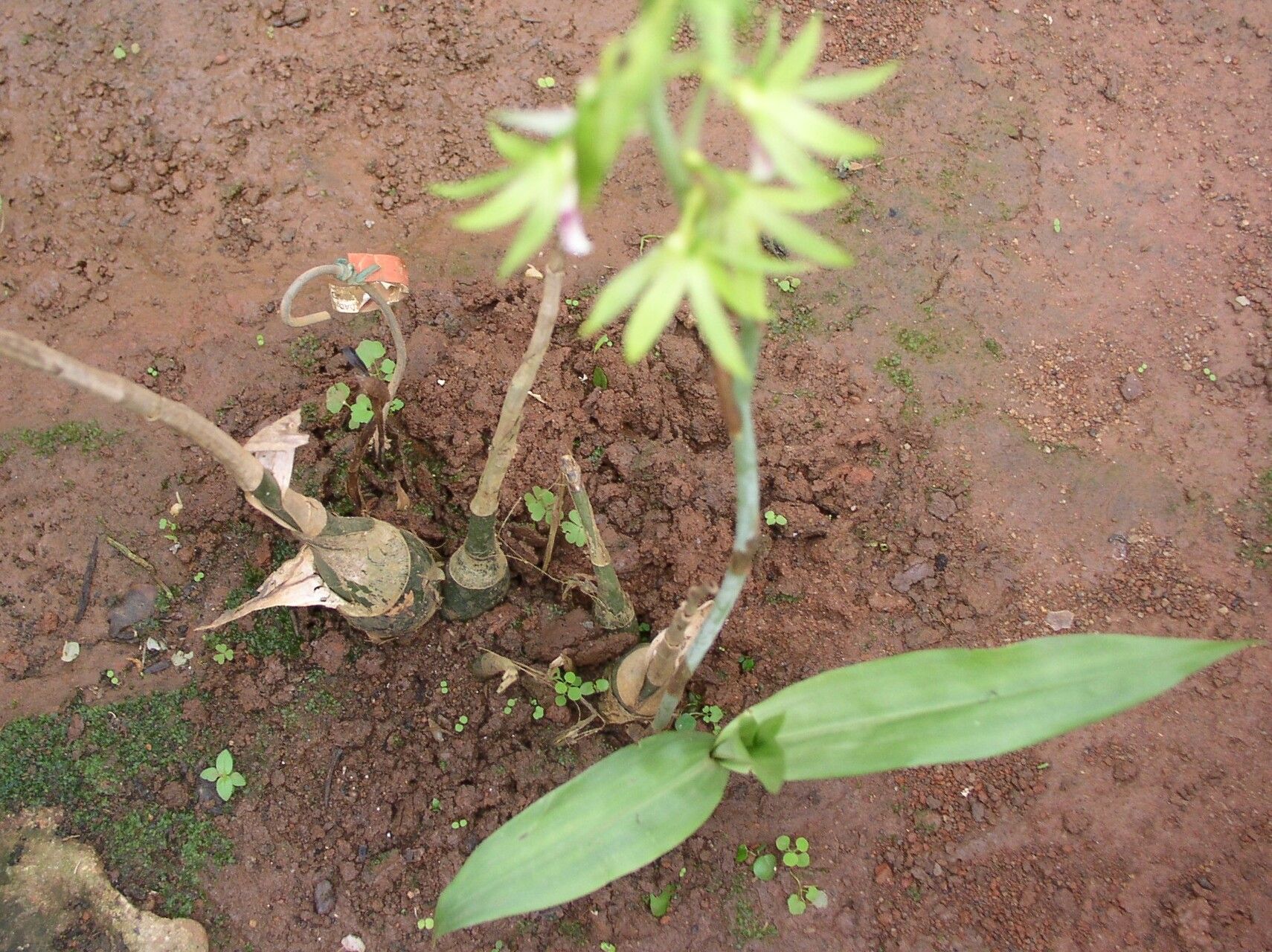 Eulophia euglossa habit