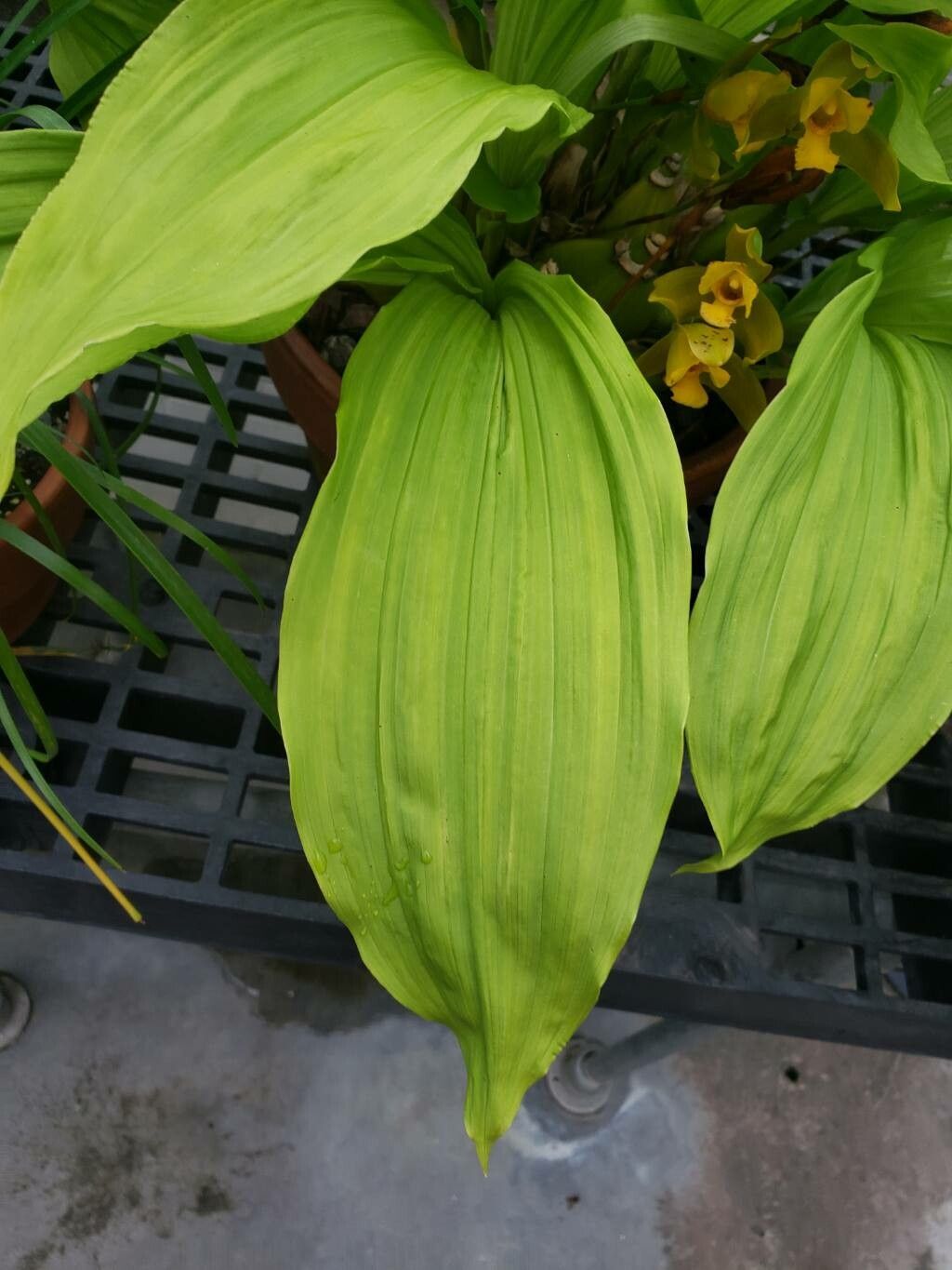 Lycaste schilleriana — search result for 'Lycaste'