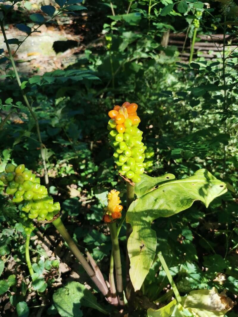 Arum italicum x Arum maculatum fruit