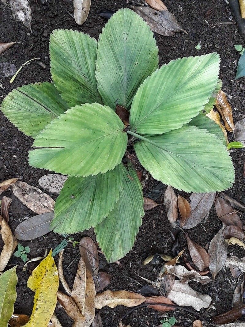 Chamaedorea tuerckheimii — search result for 'Chamaedorea'