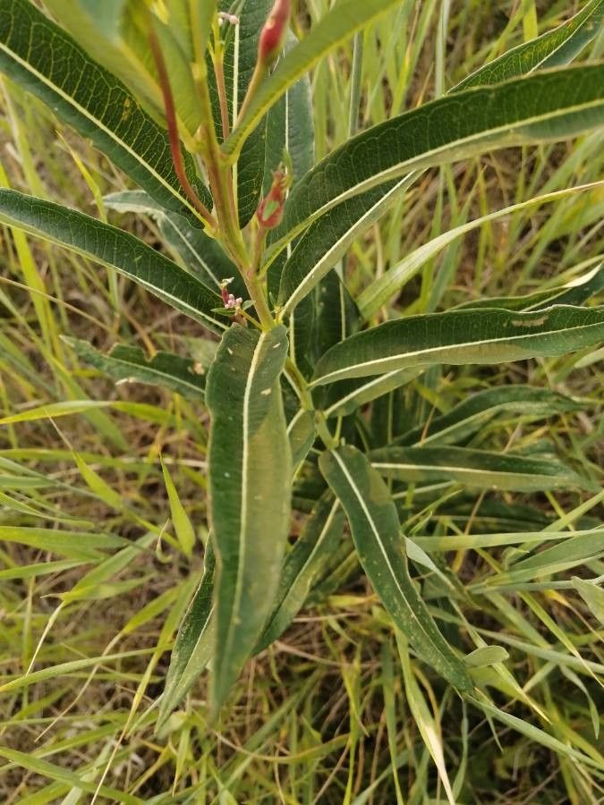Chamerion angustifolium leaf