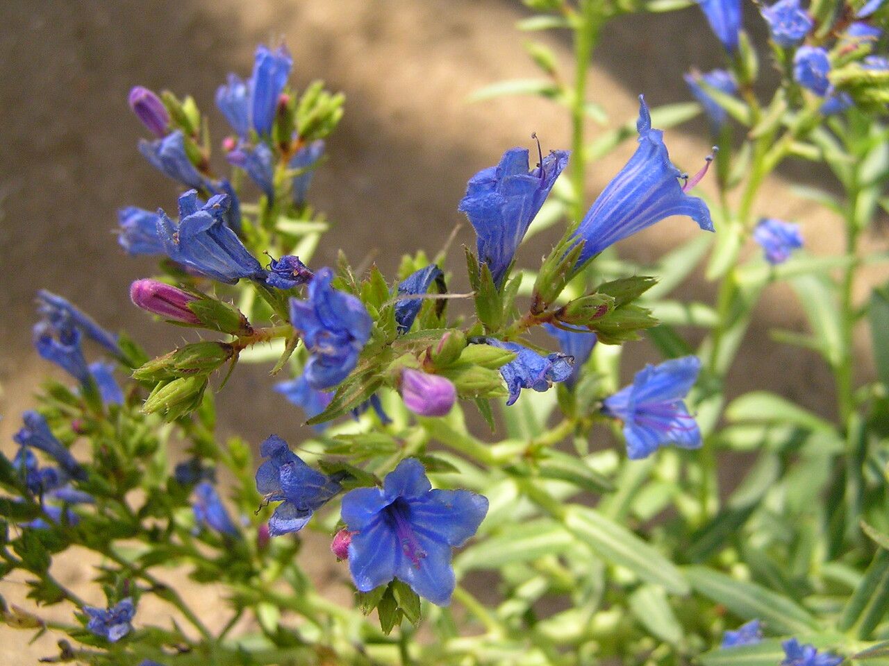 Echium thyrsiflorum — houseplant care guide