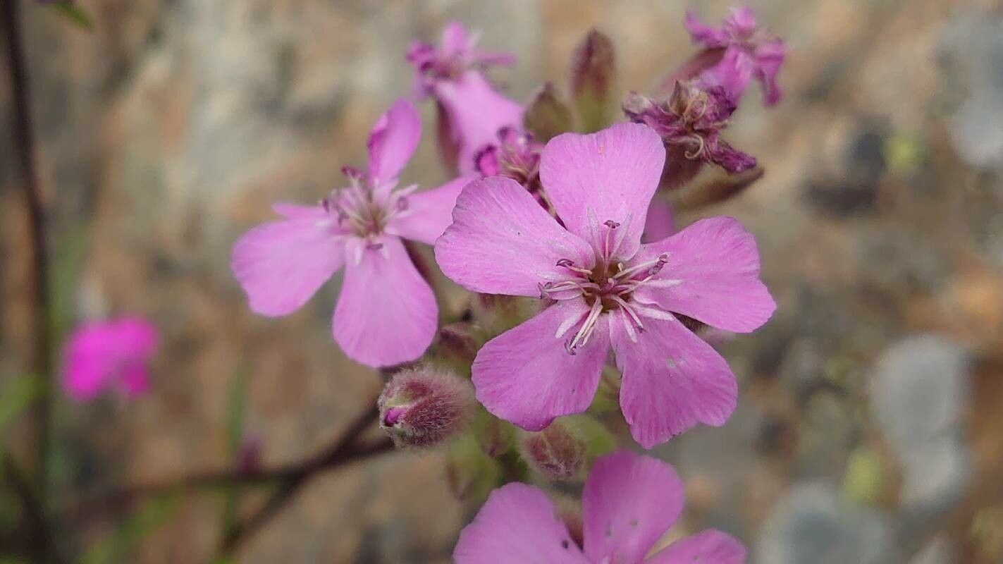 Saponaria caespitosa flower