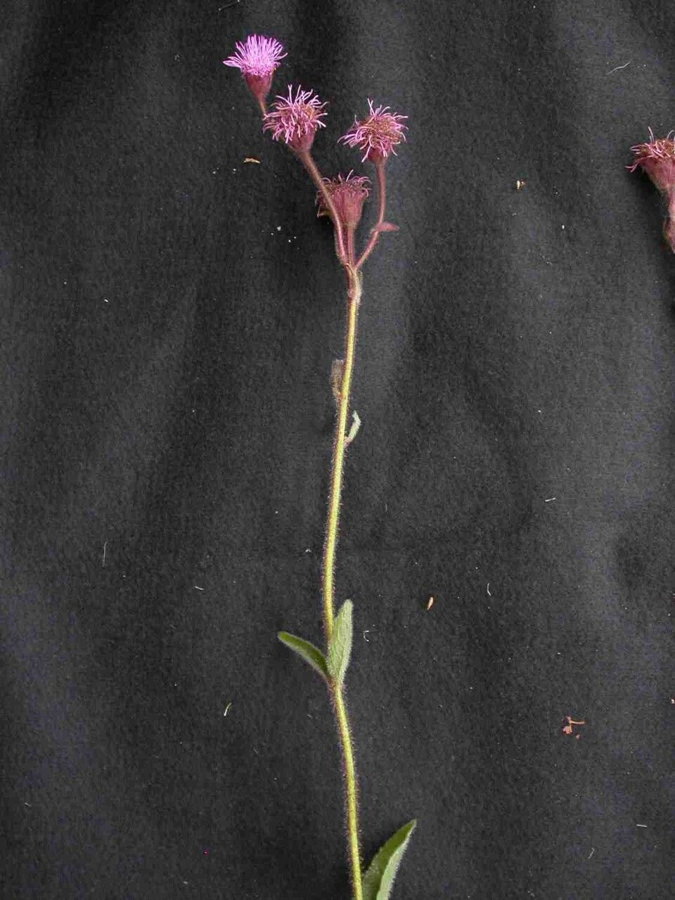 Campuloclinium macrocephalum flower