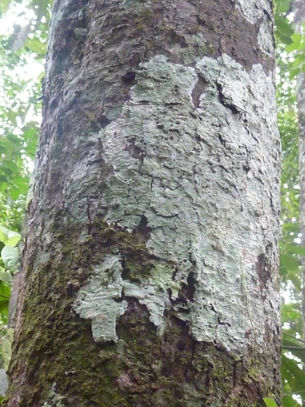 Licaria martiniana bark