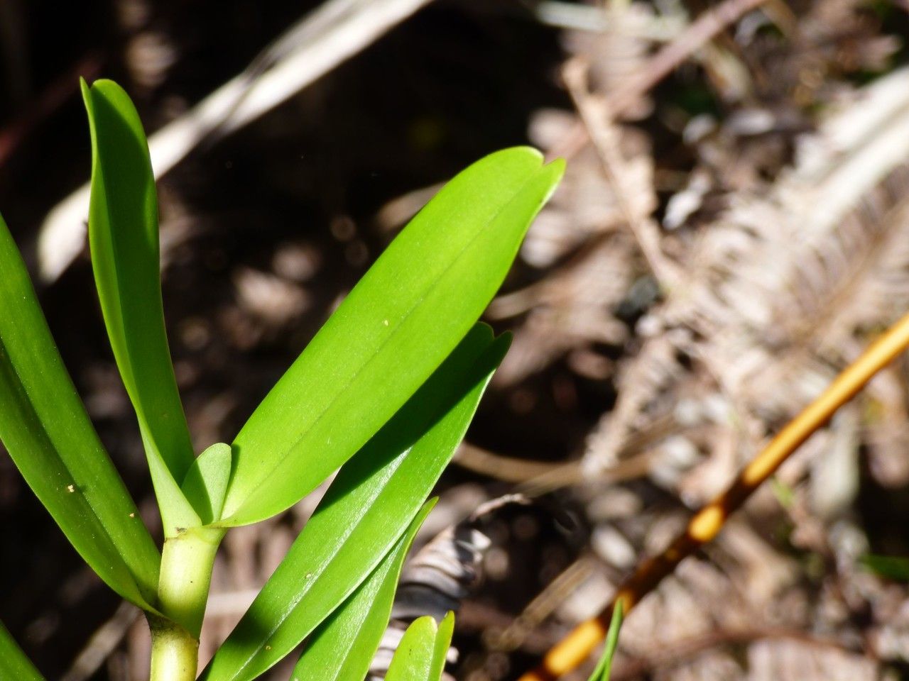 Jumellea exilis leaf