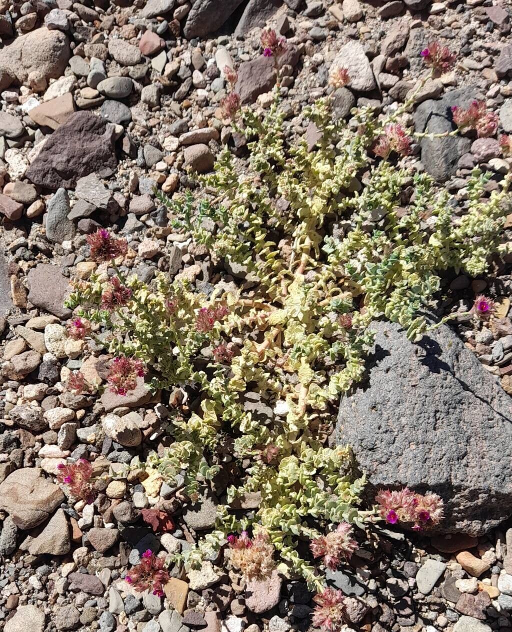 Cistanthe salsoloides habit