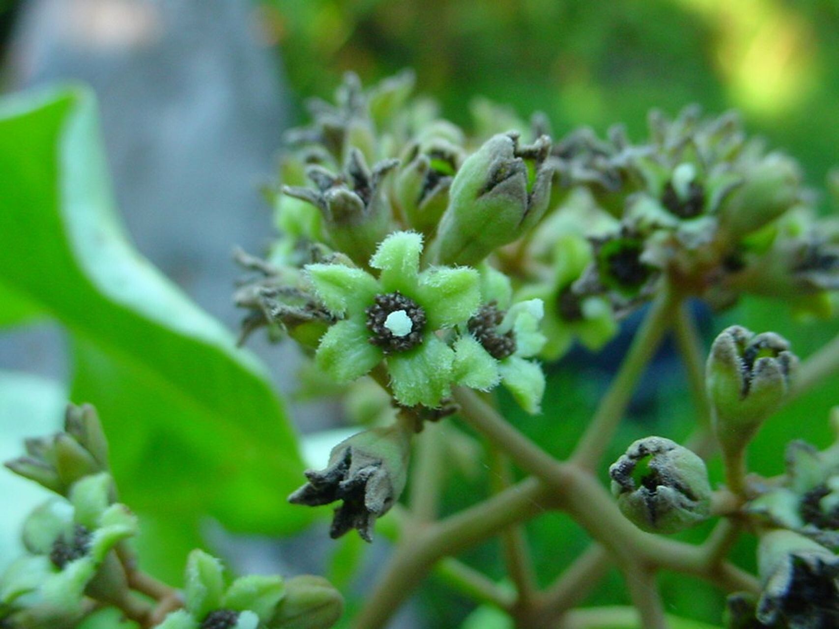 Ceodes artensis flower