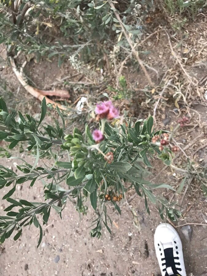 Pluchea sericea — search result for 'Pluchea'