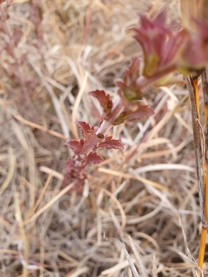 Cycnium volkensii — houseplant care guide