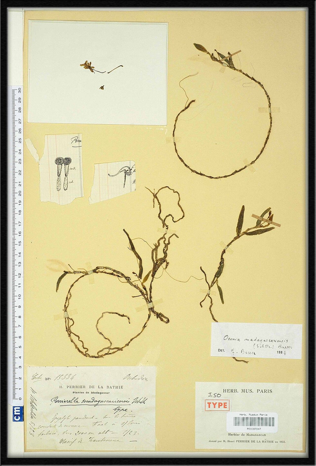 Oeonia madagascariensis — related species from the same genus