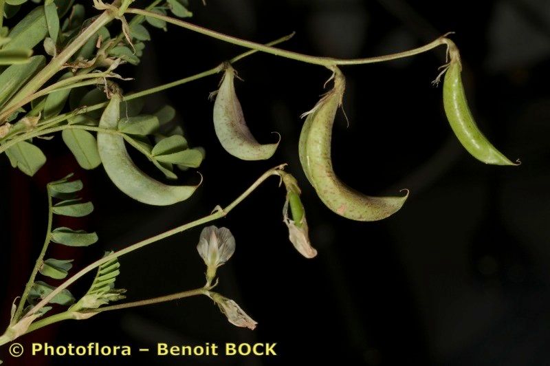 Astragalus cymbicarpos fruit