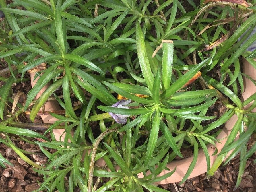 Nesocodon mauritianus habit