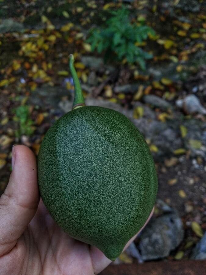 Casasia calophylla fruit