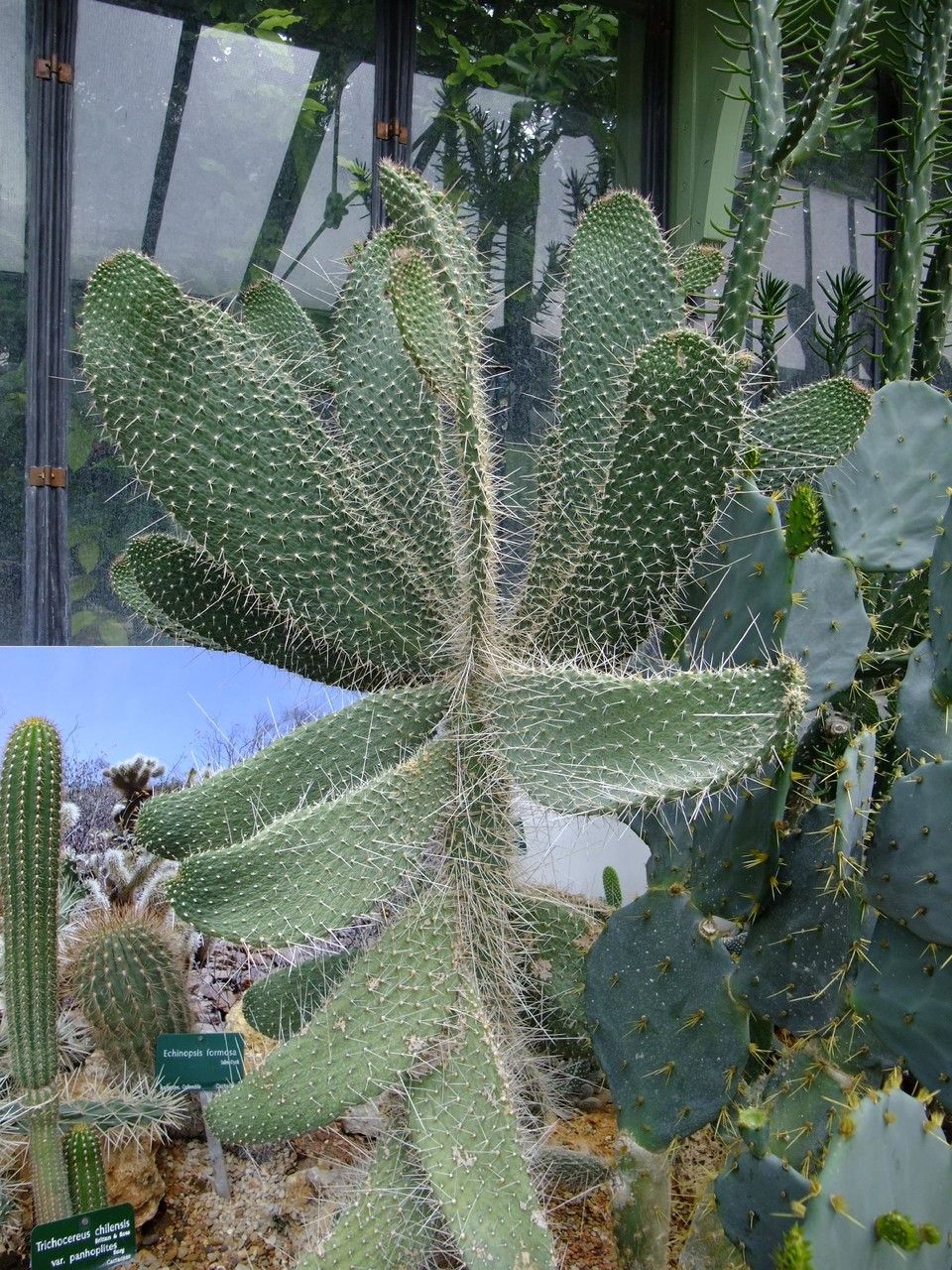 Consolea moniliformis habit