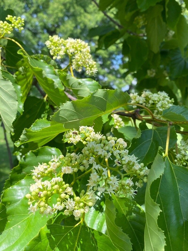 Hovenia dulcis flower