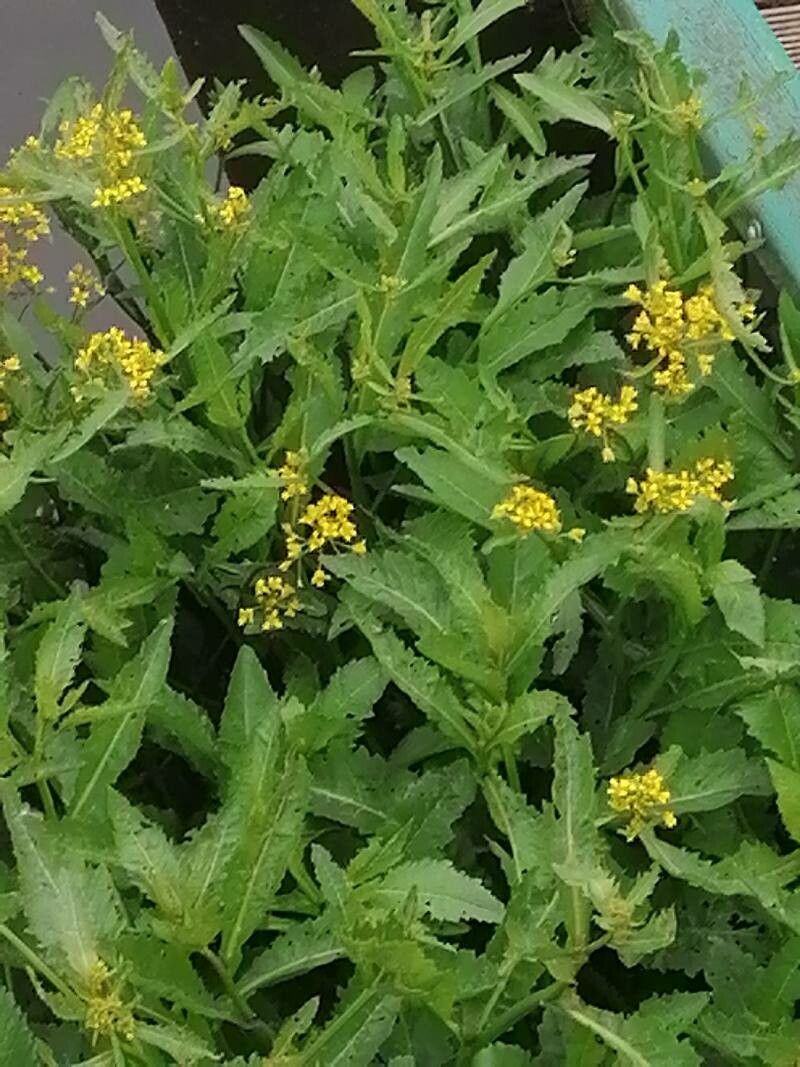 Rorippa amphibia flower