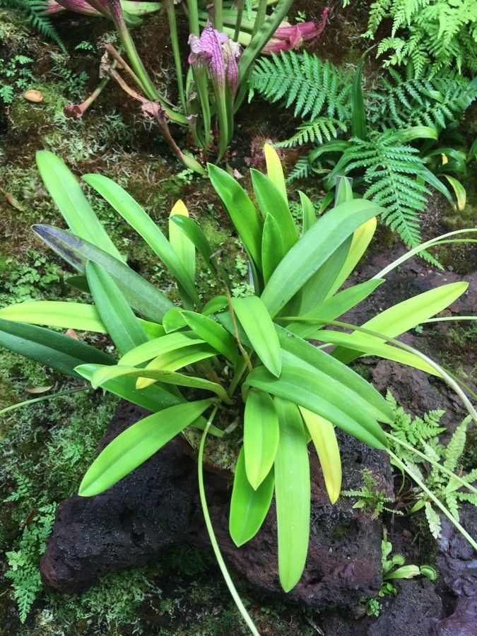 Masdevallia veitchiana leaf